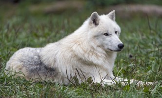 arctic wolves northern frigid iceland greenland alaska temperatures lives wolf canada round year