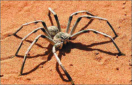 Difference Between A Camel Spider And A Vinagaroon Is - It's thought