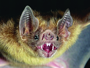 Pictures and Photos, Vampire Bat pictures to print, Hq photos, Vampire Bat pictures to print, High quality Vampire Bat pictures