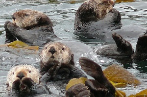 SSFP: Sea Otters - Valeria Moreno Lopez