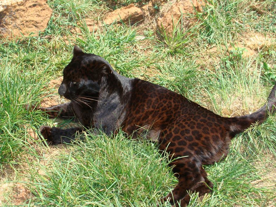 rare black leopard