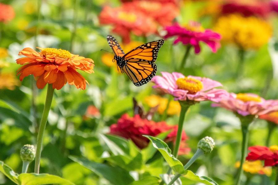 SSFP - How Flowers Use Color, Scent, and Shape to Attract Pollinators