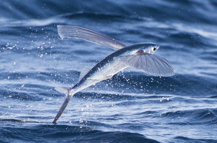 SSFP - Flying Fish Use Fins to Soar Over Oceans