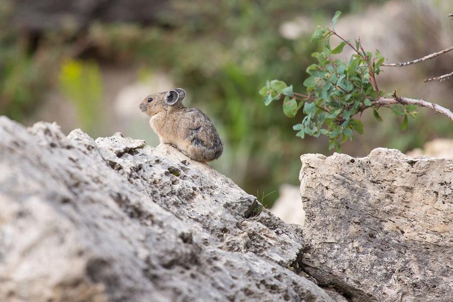 SSFP - High Up in the Mountains Pikas Make Their Home