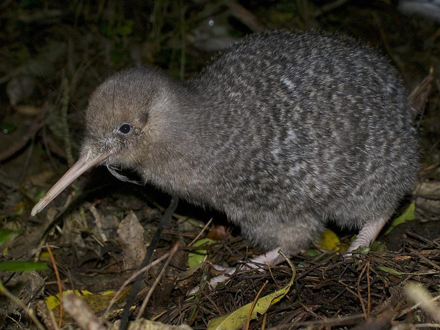 SSFP - Kiwis Are New Zealand's Fuzzy Flightless Bird Species