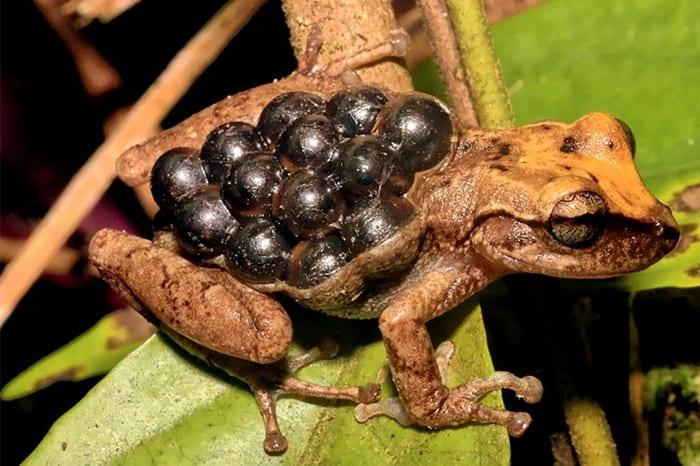 Green frog with shortened lower jaw., (Robin McWilliams/USF…